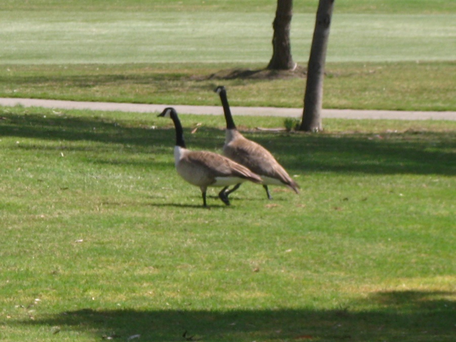 Geese and ducjs on the course