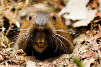 Flying Gopher