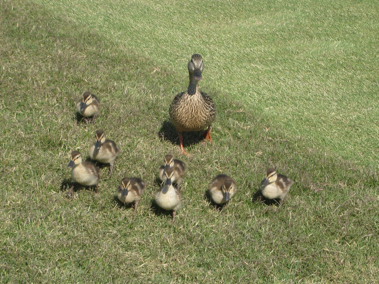 Baby ducks in spring