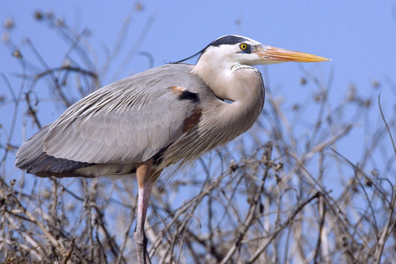 A bueatful bird