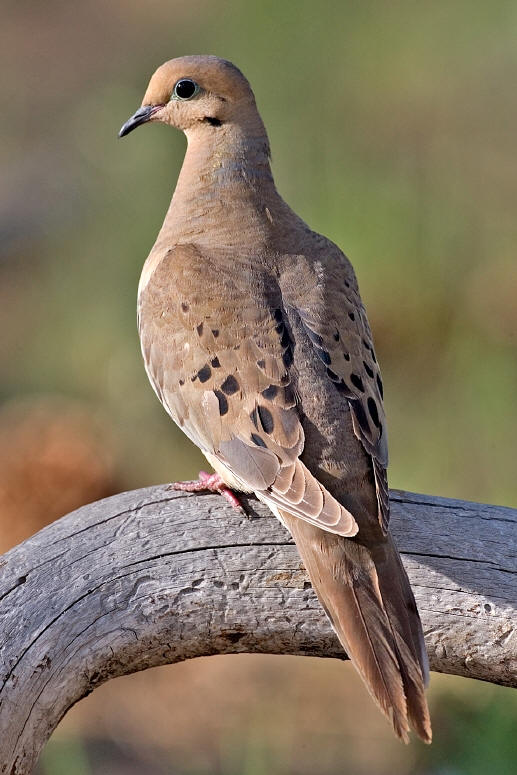 Mouring Doves