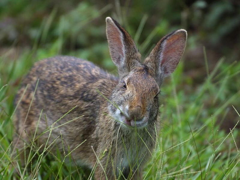 Rabbits are all over the place hidding in the bushes