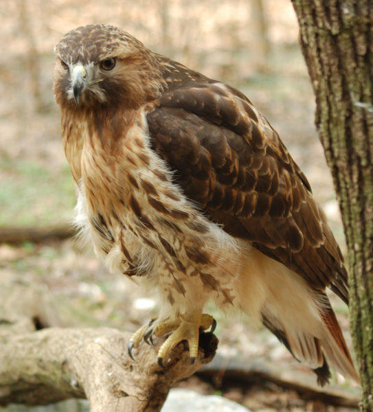 Red Tailed Hawk