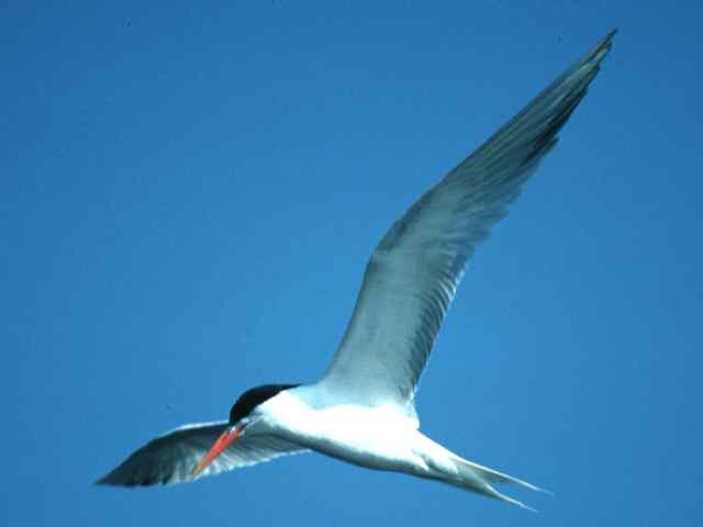 Tern