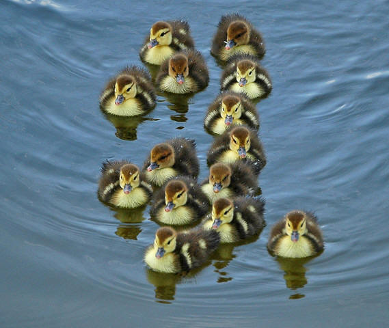 Baby Ducks