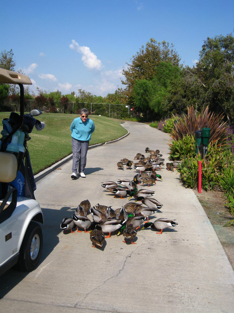 Feeding the ducks'