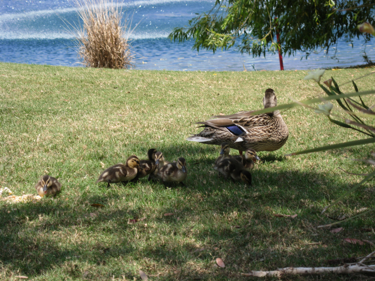 Ducks Of Old Ranch April 2009