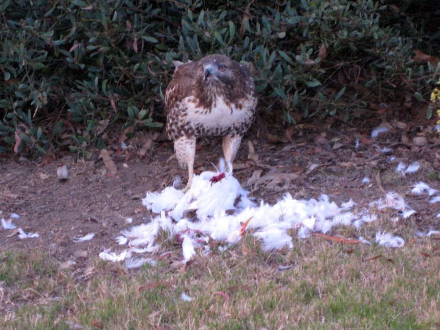 Hawk dining on Egret 18th hole of Old Ranch