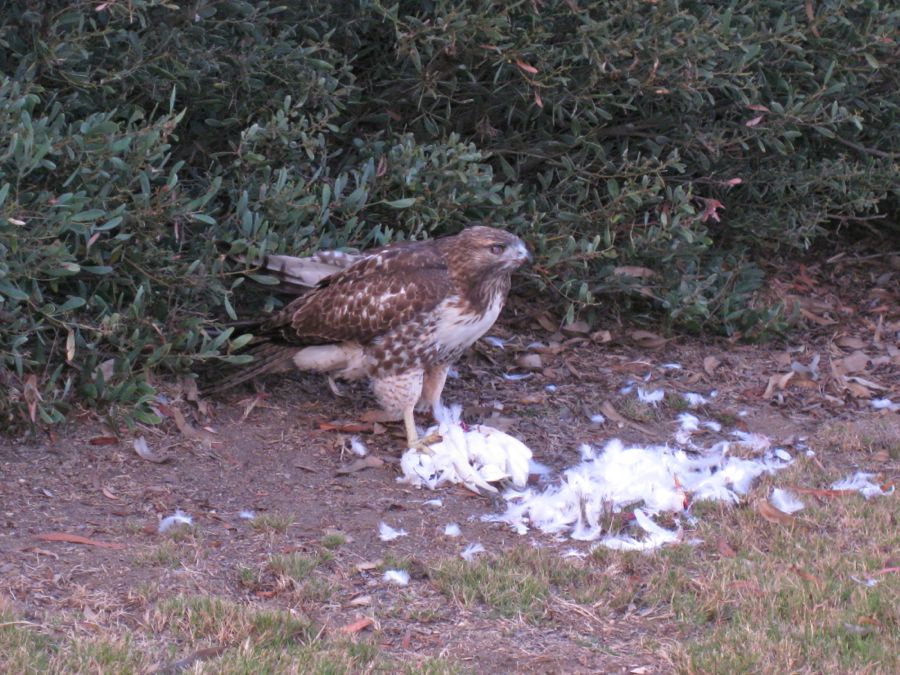 Hawk dining on Egret 18th hole of Old Ranch