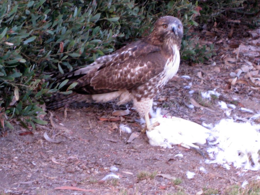 Hawk dining on Egret 18th hole of Old Ranch