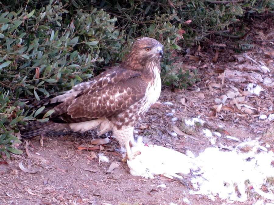 Hawk dining on Egret 18th hole of Old Ranch