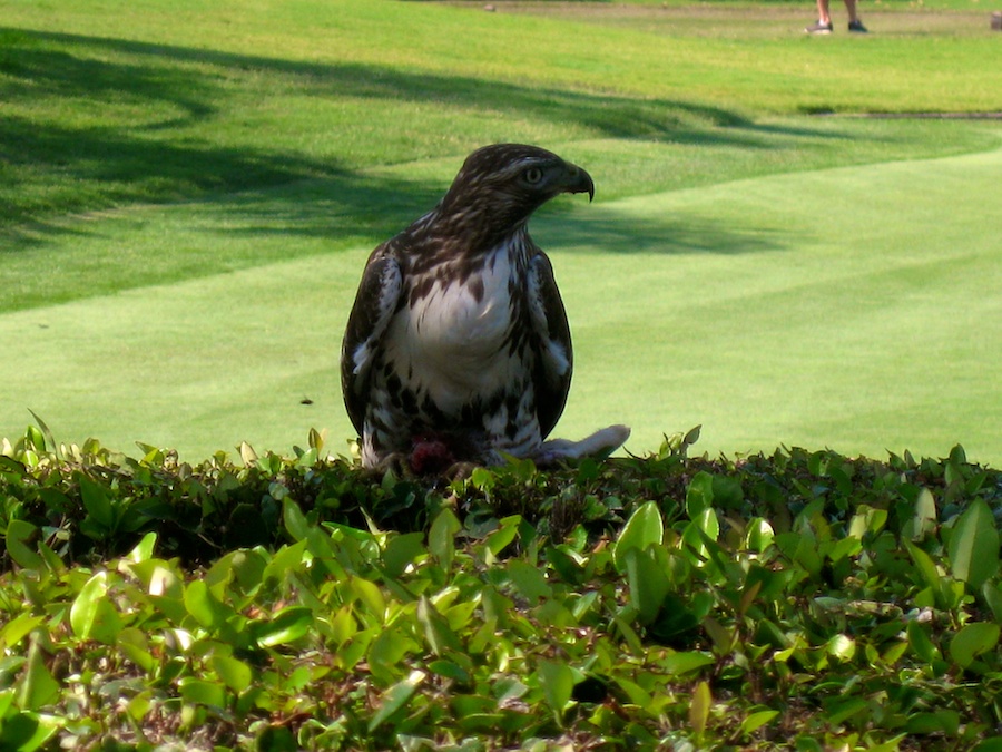 Fresh rabbit lunch for Mr. Hawk at Old Ranch