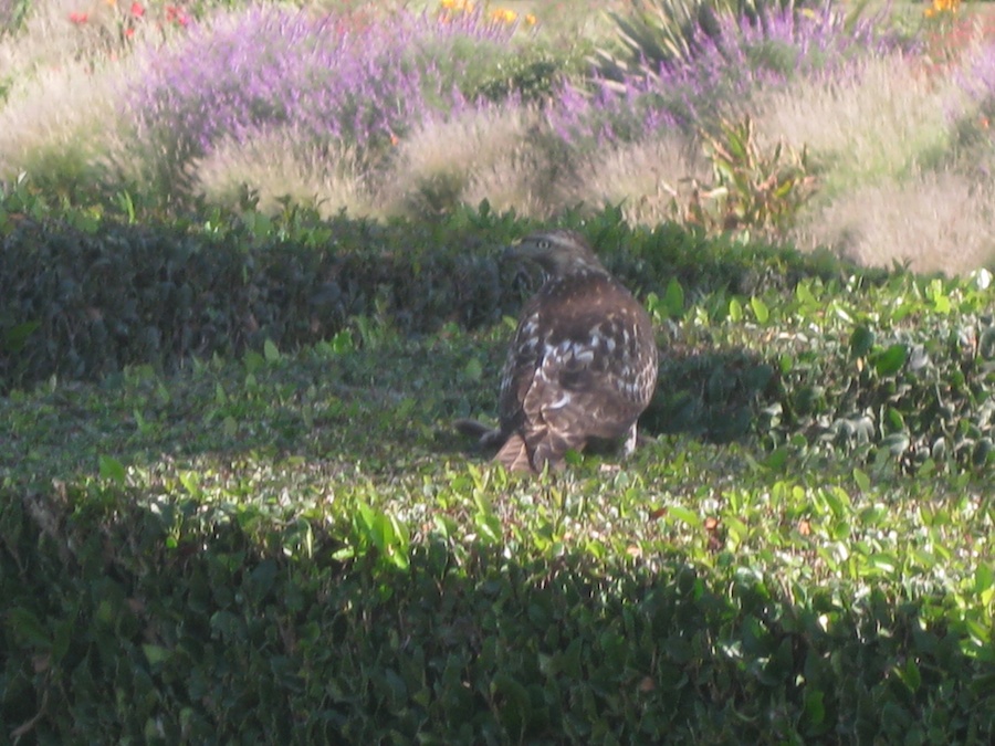 Fresh rabbit lunch for Mr. Hawk at Old Ranch