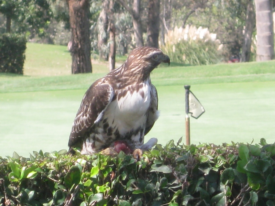 Fresh rabbit lunch for Mr. Hawk at Old Ranch