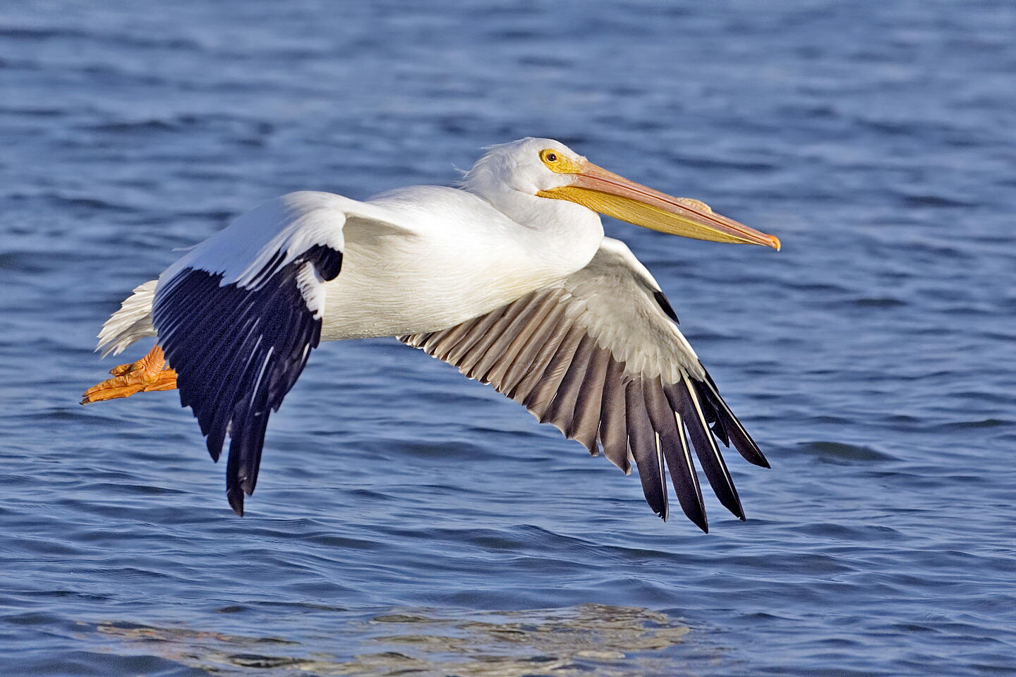 Pelican in flight