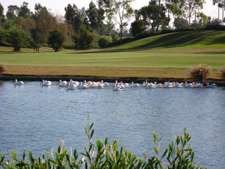 Old Ranch pelicans come to visit 2008