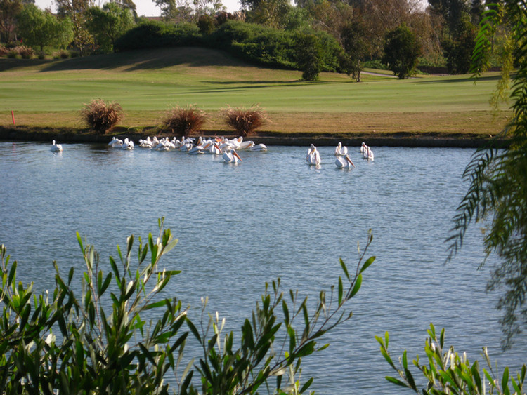 Old Ranch pelicans come to visit 2008