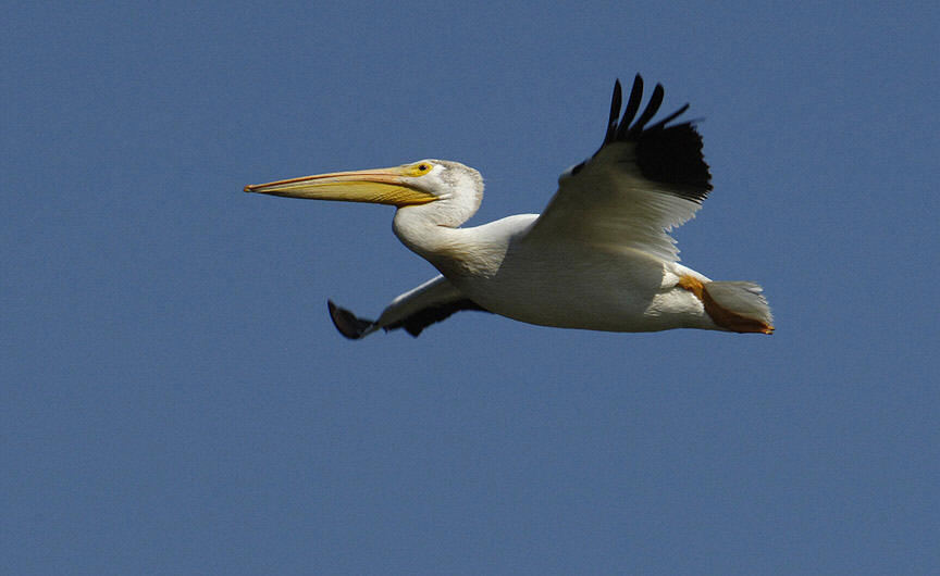 Pelican flying close