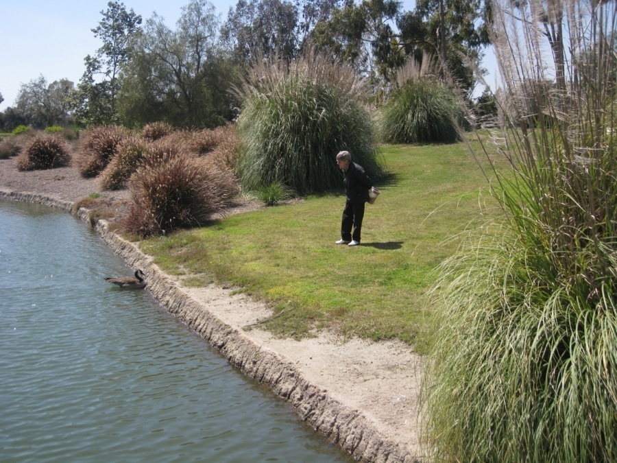 Canadian Geese at Old Ranch April 2014