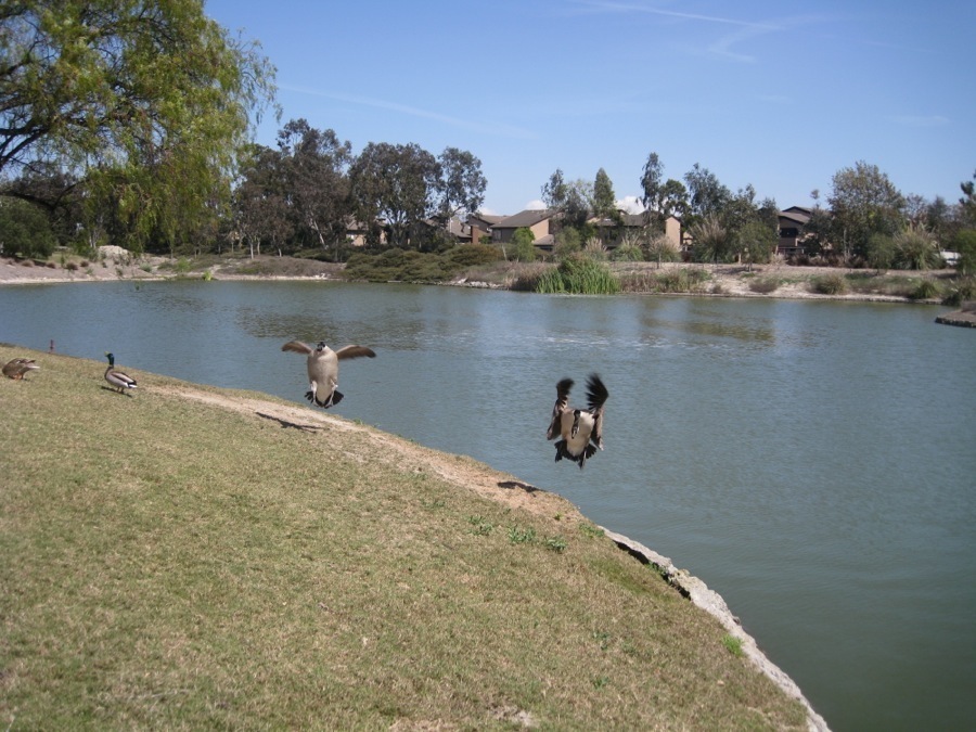 Canadian Geese at Old Ranch April 2014