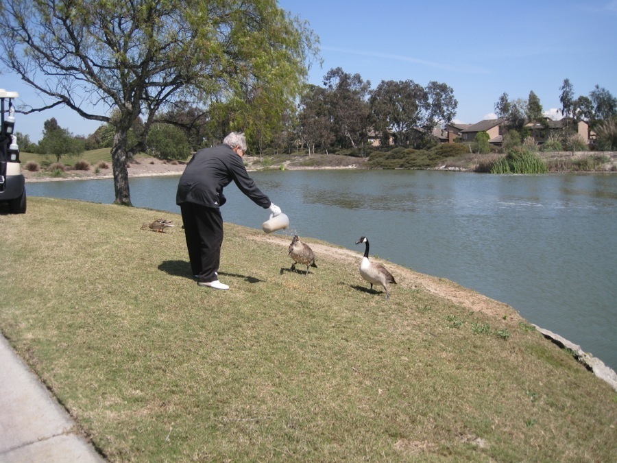 Canadian Geese at Old Ranch April 2014