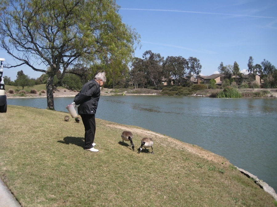 Canadian Geese at Old Ranch April 2014