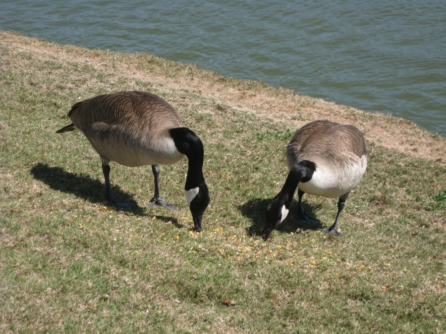 Canadian Geese at Old Ranch April 2014