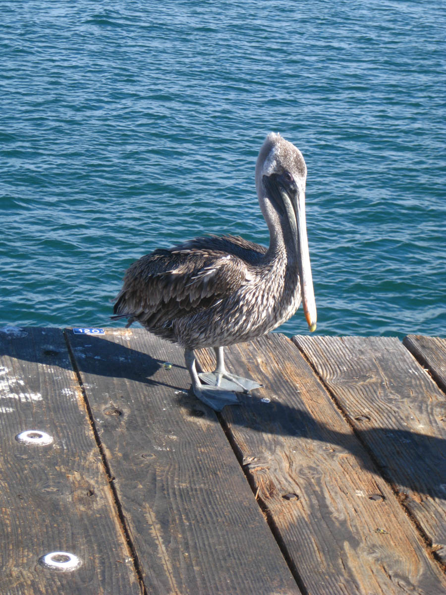 An Art Deco Adventure to Santa Barbara via vintage railroad cars November 1st, 2014