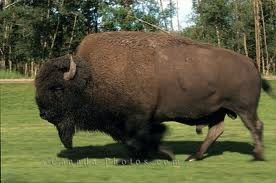 Buffalo