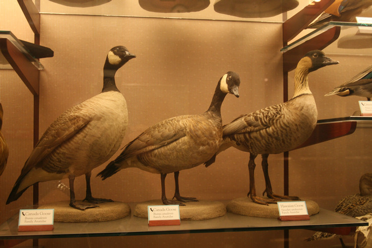 Hall Of Birds LA Natural History Museum