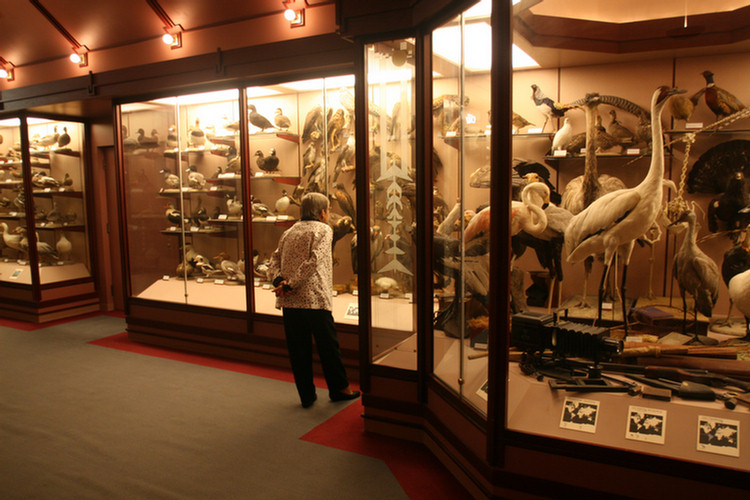 Hall Of Birds LA Natural History Museum