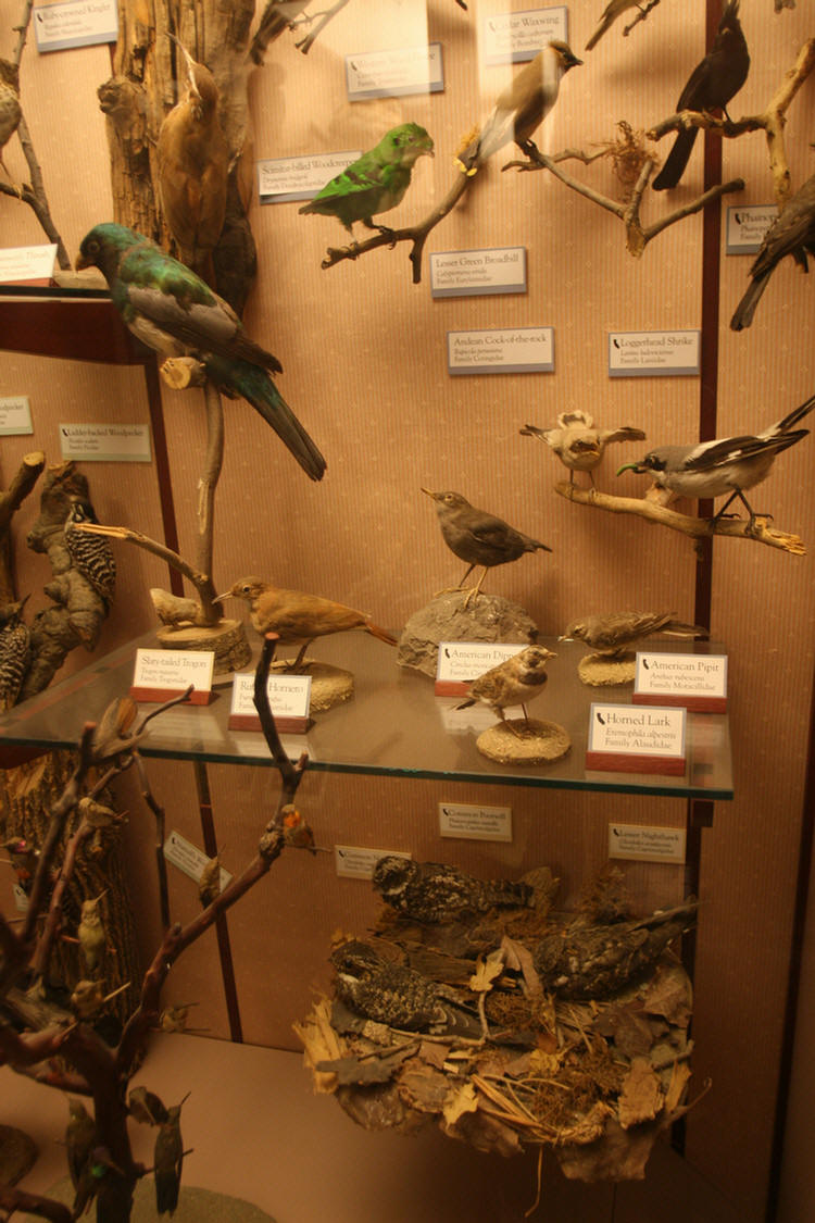 Hall Of Birds LA Natural History Museum