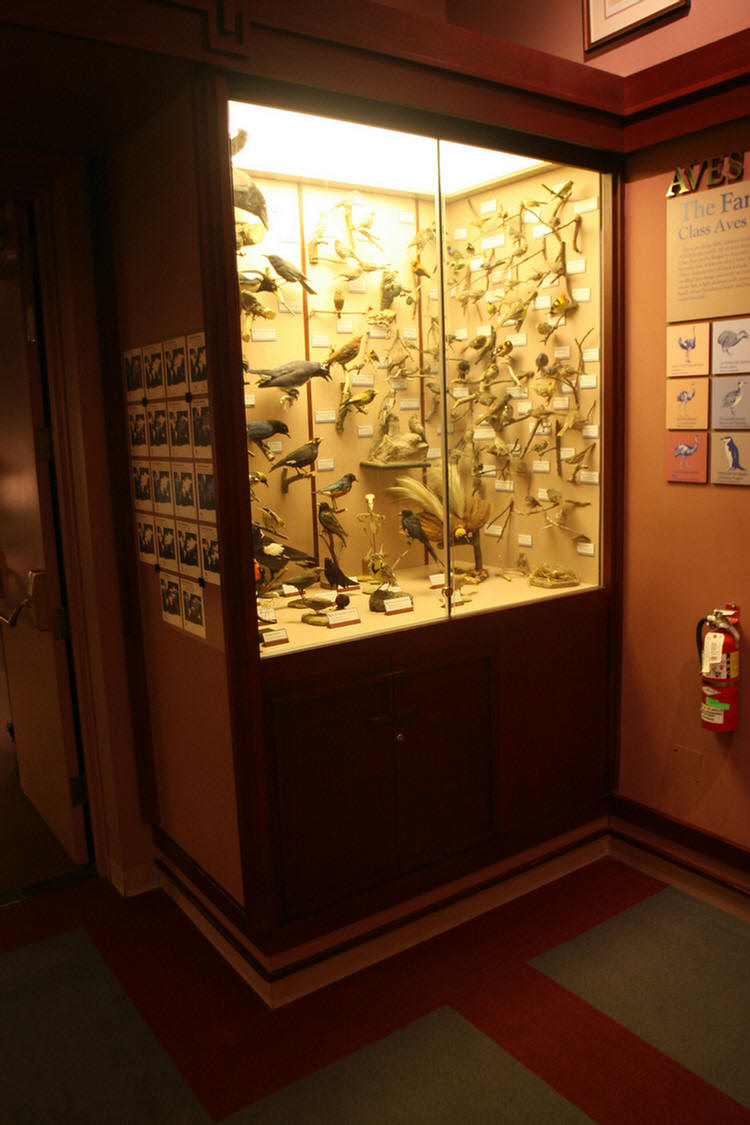 Hall Of Birds LA Natural History Museum