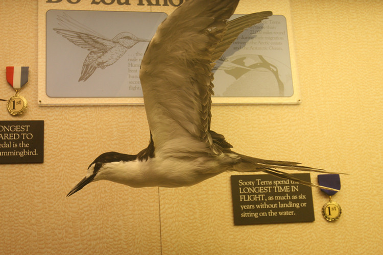 Hall Of Birds LA Natural History Museum