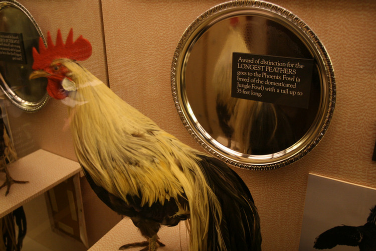 Hall Of Birds LA Natural History Museum