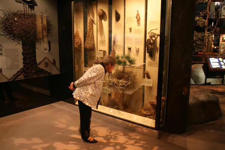 Hall Of Birds LA Natural History Museum