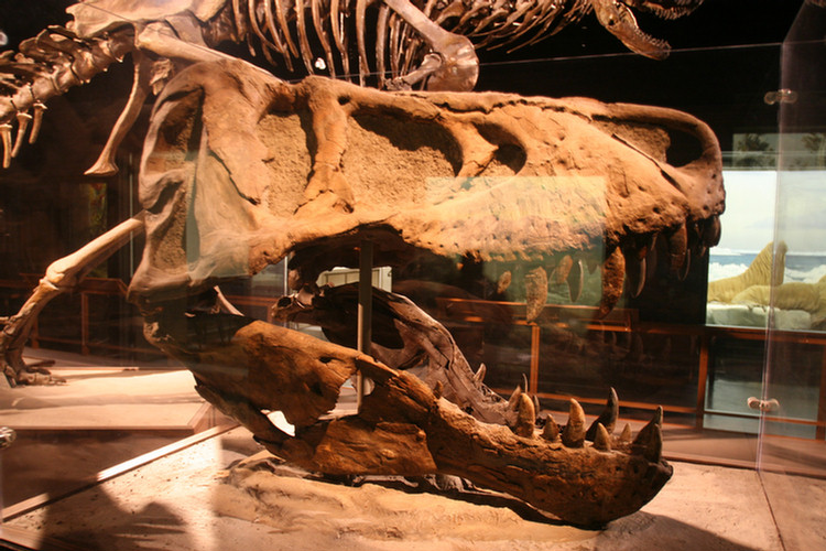 Hall Of North American Mamals