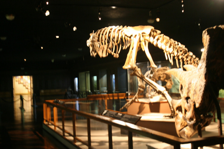 Hall Of North American Mamals