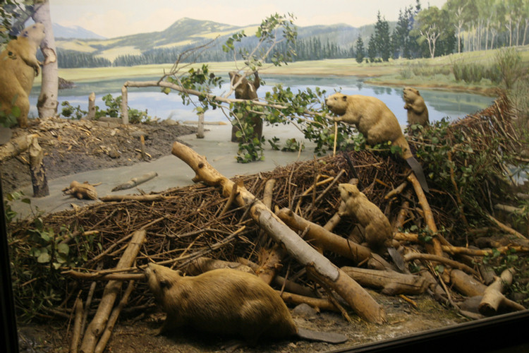 Hall Of North American Mamals