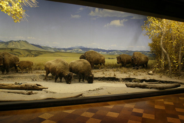 Hall Of North American Mamals