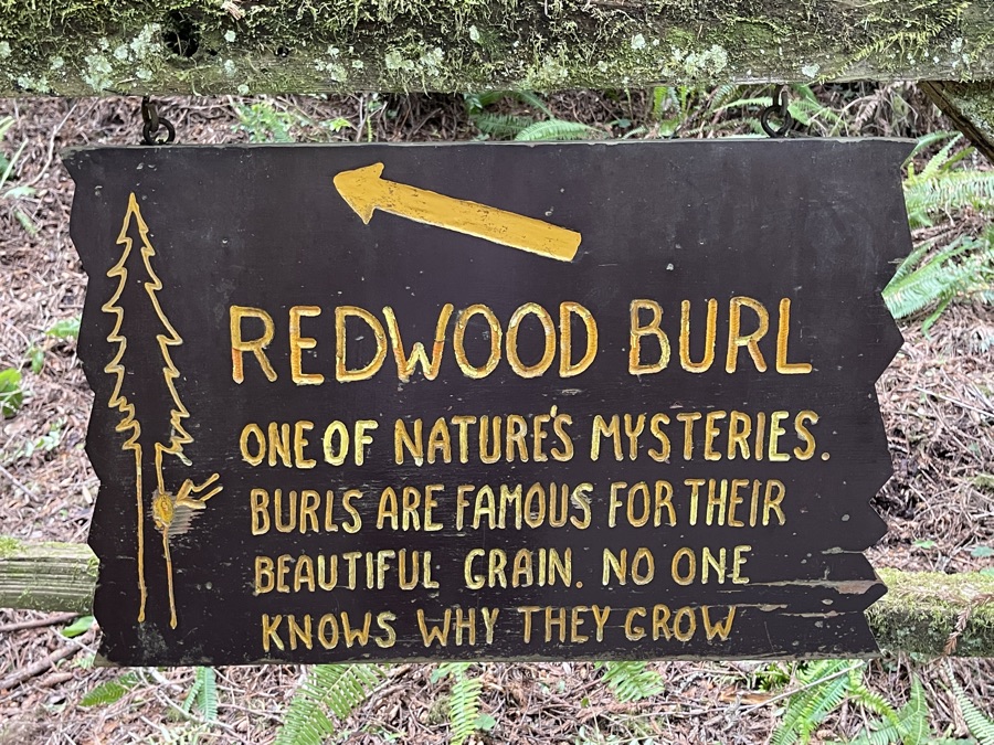 Day 7 Redwoods