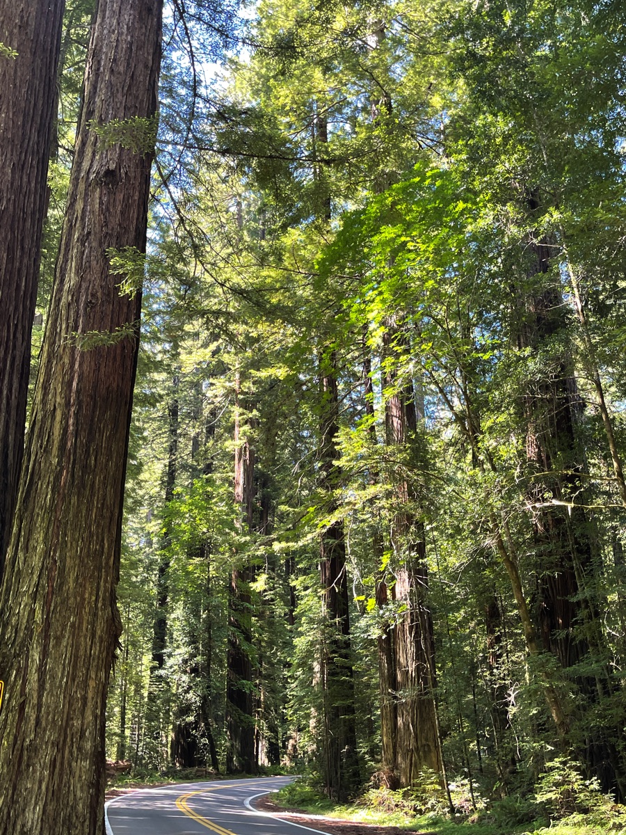 Day 7 Redwoods