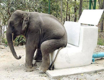 Elephant On The Throne