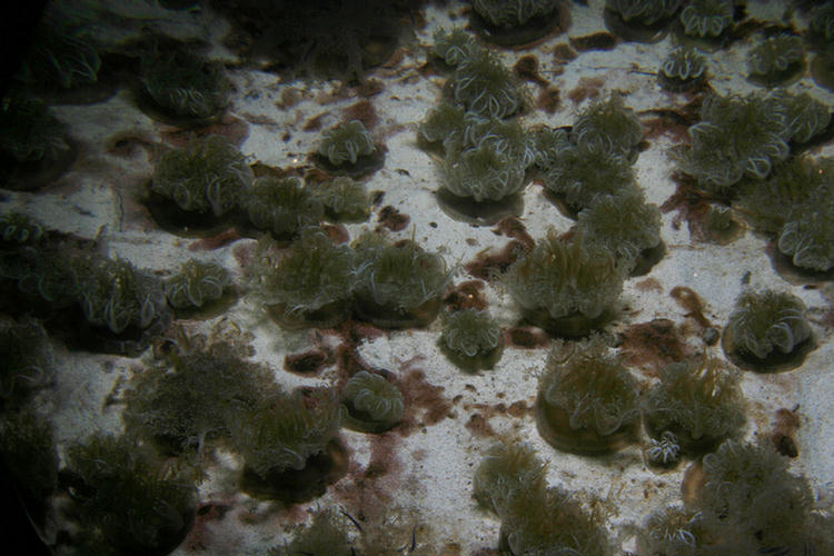 Academy Of Sciences