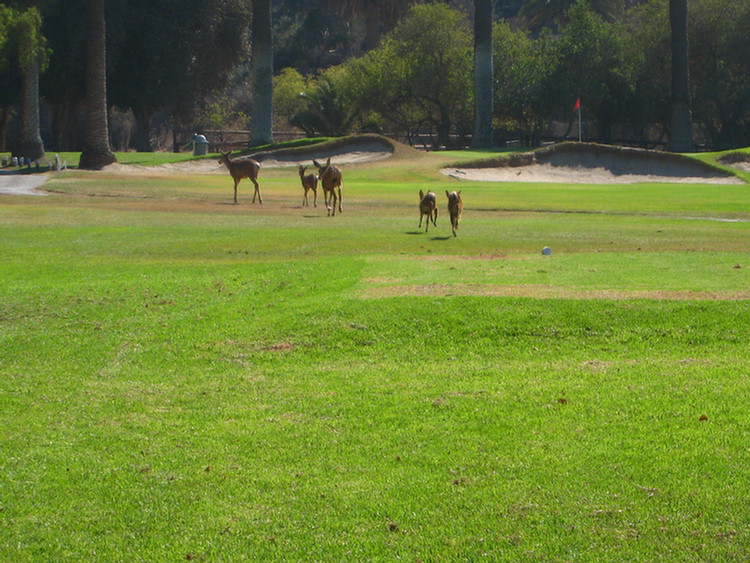 Catalina Golf