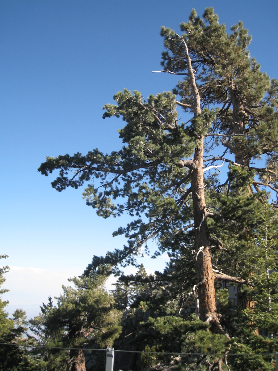 Palm Springs Aerial Tramway visit 2/24/2014