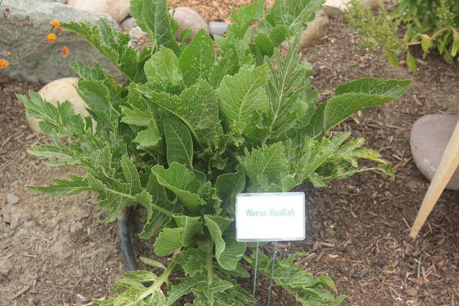 San Diego Fair June 2014