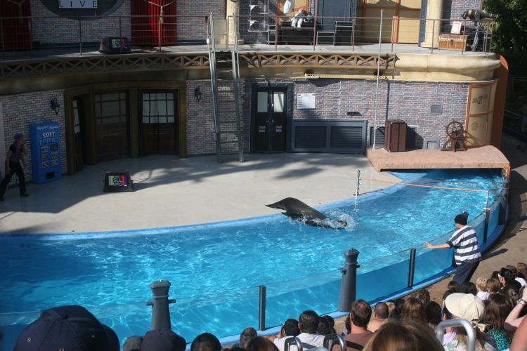 Sea Lion Show