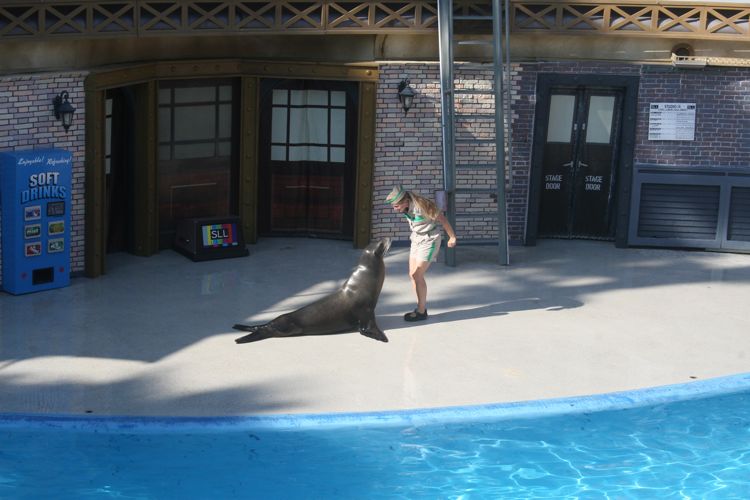 Sea Lion Show