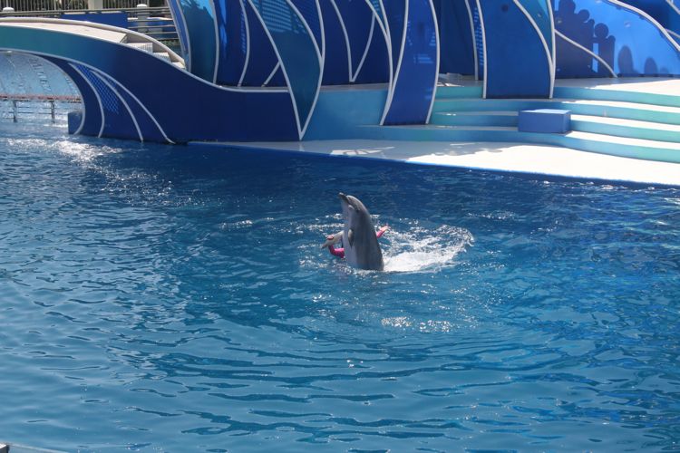 Sea World August 2010 Dophins